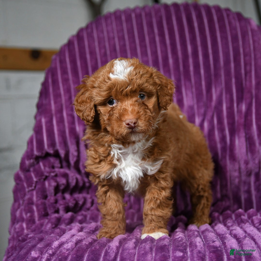 Miniature Poodle dogs for sale: Indie - Ad 4