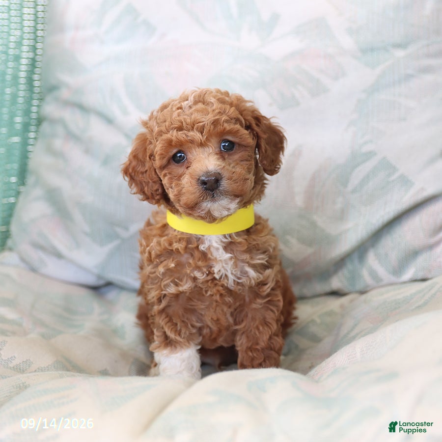 Toy Poodle dogs Rolo - Ad 1