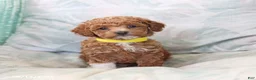 Toy Poodle dogs for sale: Rolo - Ad 1