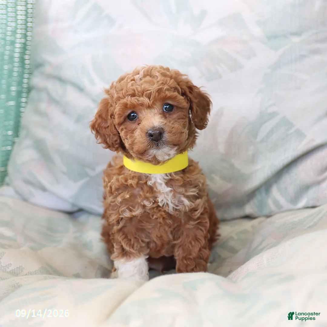 Toy Poodle dogs for sale: Rolo - Ad 1