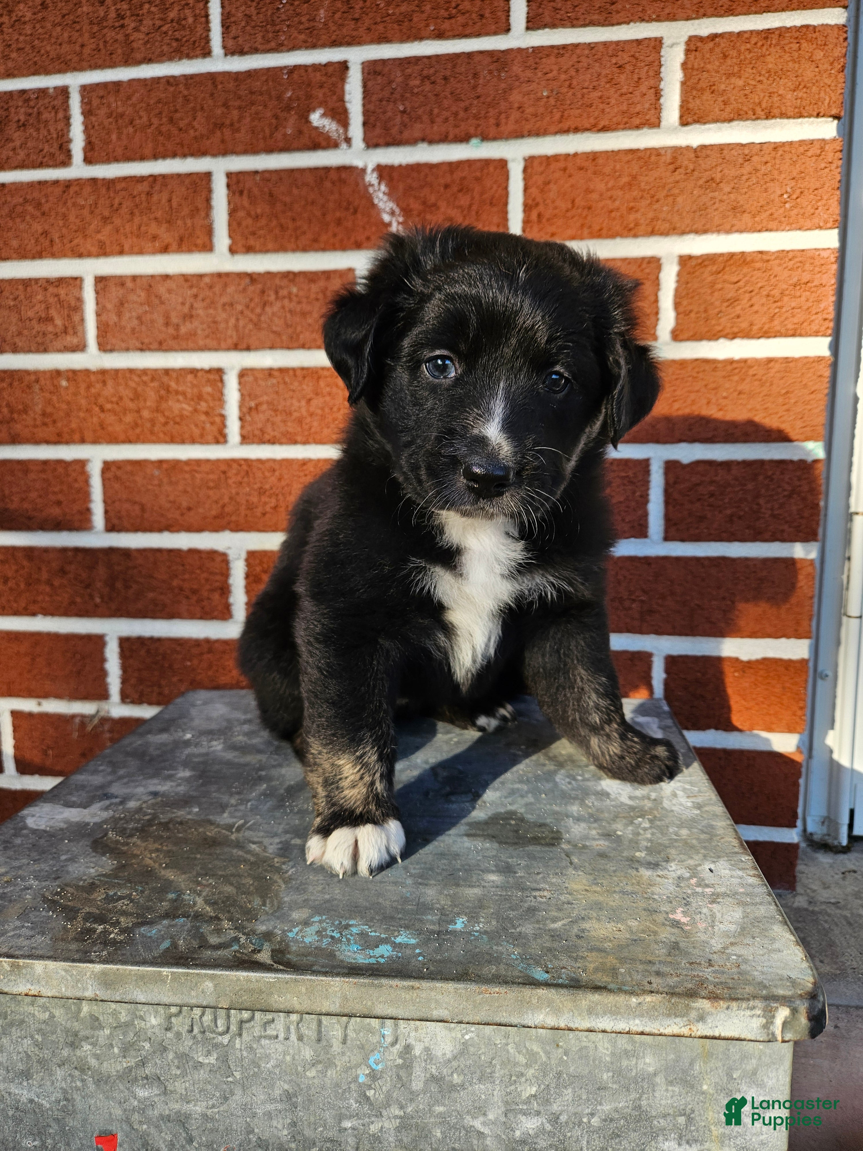 Mixed Breed dogs Kit-Kat - Ad 21