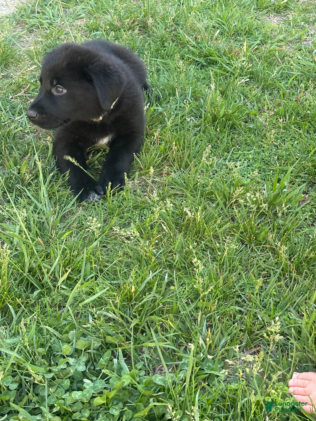 Mixed Breed dogs for sale: Mixed Breed Puppy 1 - Ad 1
