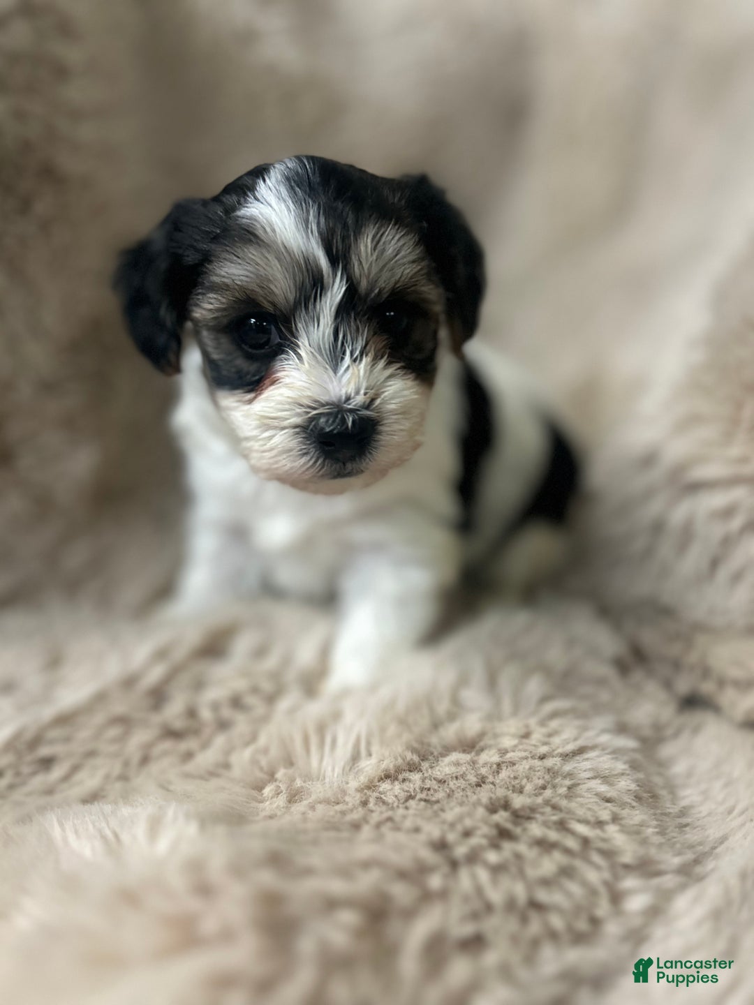 Morkie dogs for sale: Georgio  - Ad 3