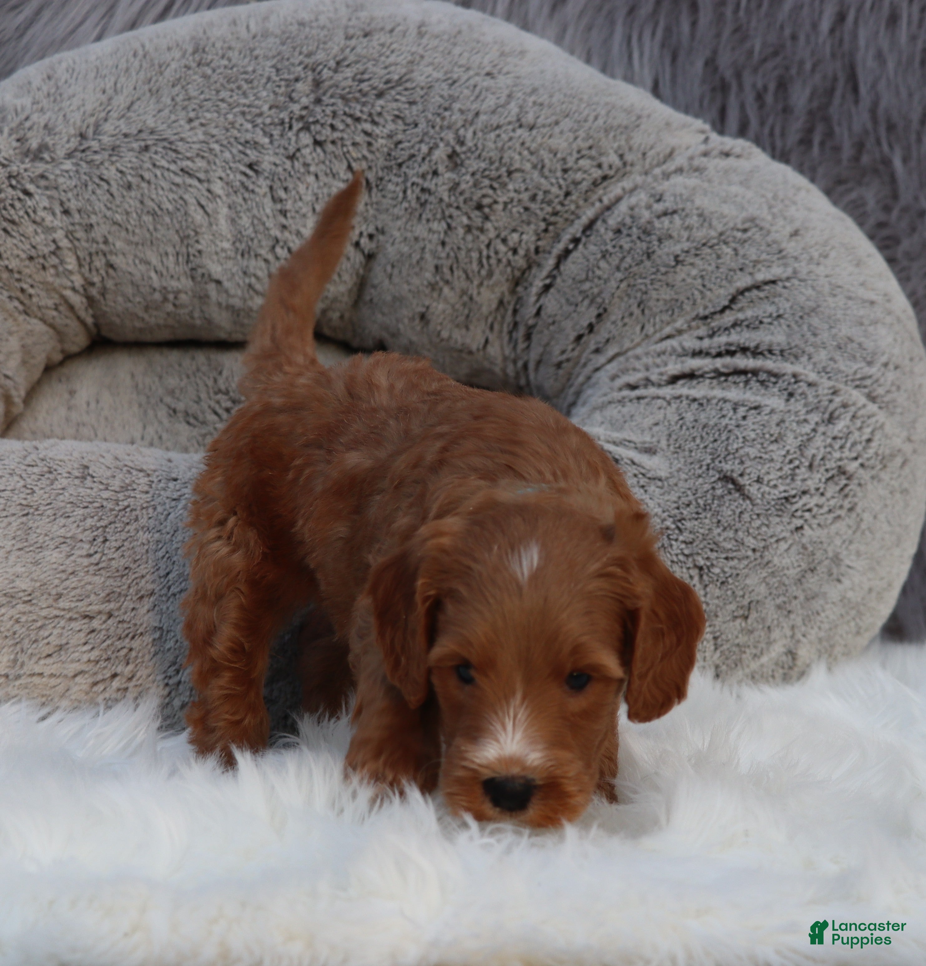 Mini Goldendoodle dogs Manny 💙 GenClearParents - Ad 2