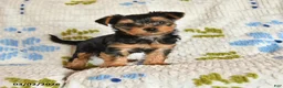 Yorkshire Terrier dogs for sale: Jingles - Ad 1
