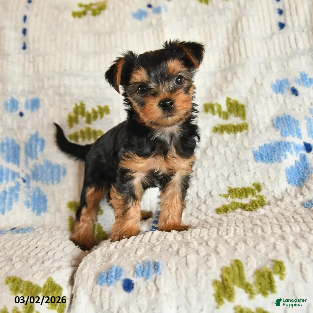 Yorkshire Terrier dogs for sale: Jingles - Ad 1