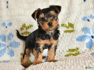 Yorkshire Terrier dogs for sale: Jingles - Ad 3