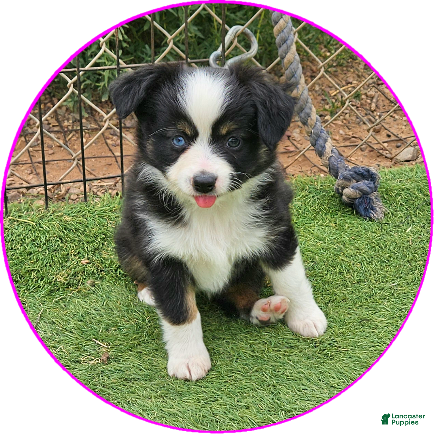 Australian Shepherd dogs Dawn - Ad 1