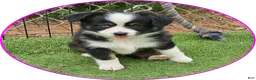 Australian Shepherd dogs for sale: Dawn - Ad 1