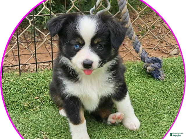 Australian Shepherd dogs Dawn - Ad 1