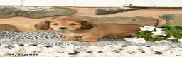 Miniature Dachshund dogs for sale: King - Ad 4