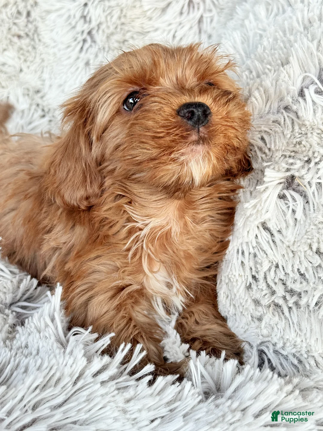 Cavapoo dogs for sale: Theo - Ad 5