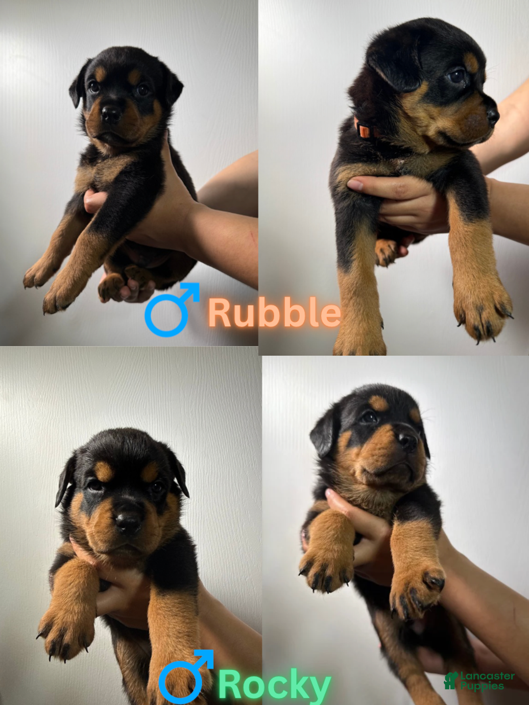 Rottweiler dogs for sale: Morris - Ad 5