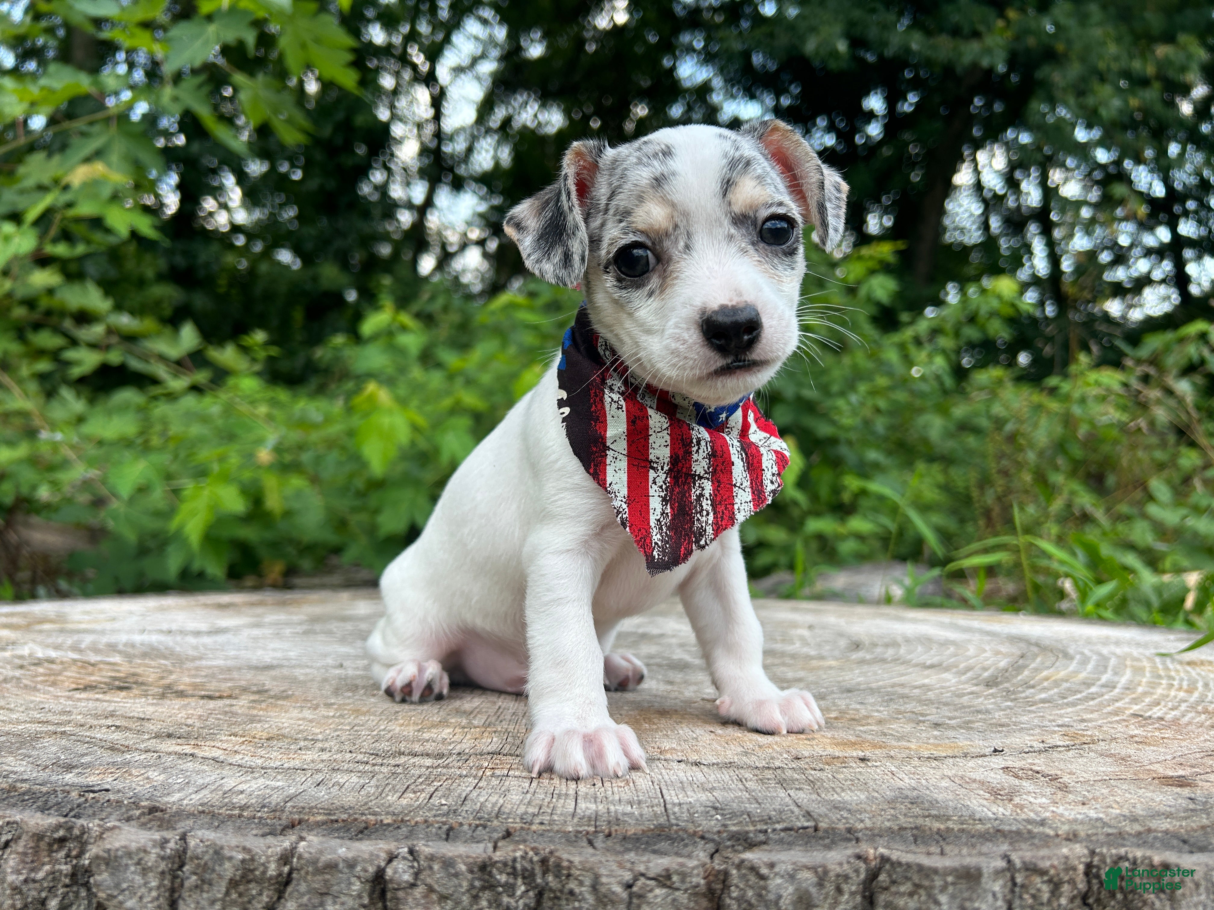 Chihuahua dogs 🐾Bart~Merle Chihuahua - Ad 1