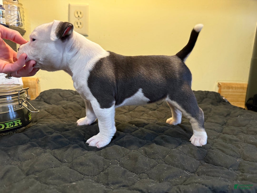 American Bully dogs for sale: American Bully Puppy 1 - Ad 4