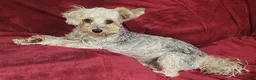 Yorkiepoo dogs for sale: Patches - Ad 5