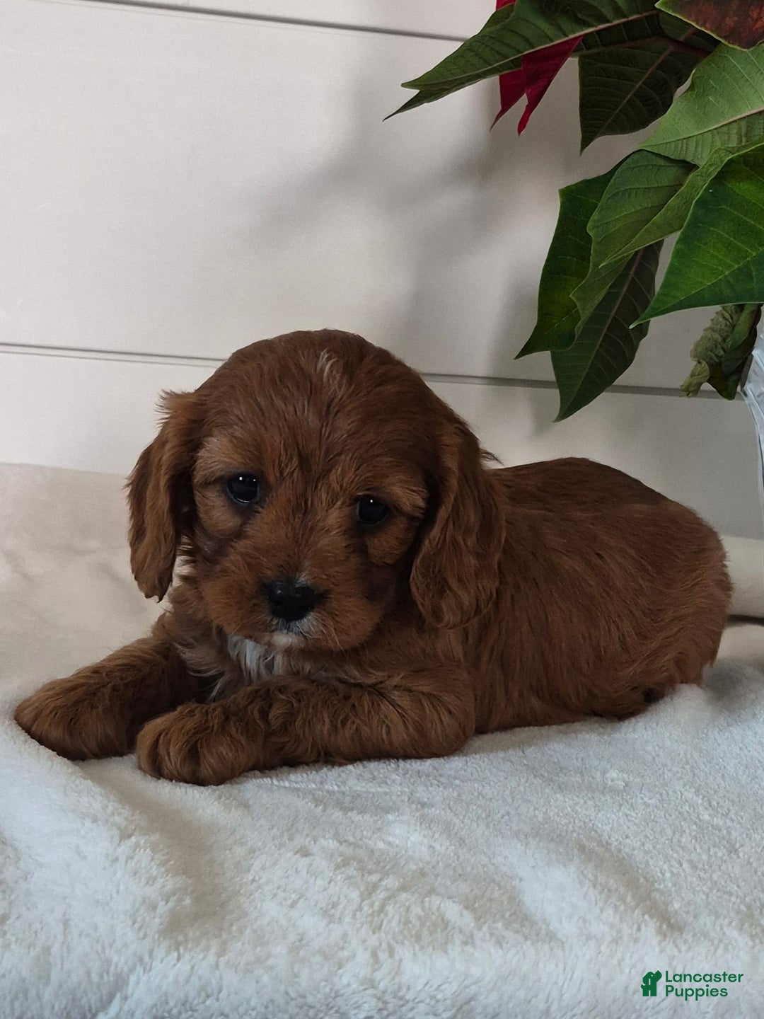 Cavapoo dogs for sale: Cheer - Ad 2