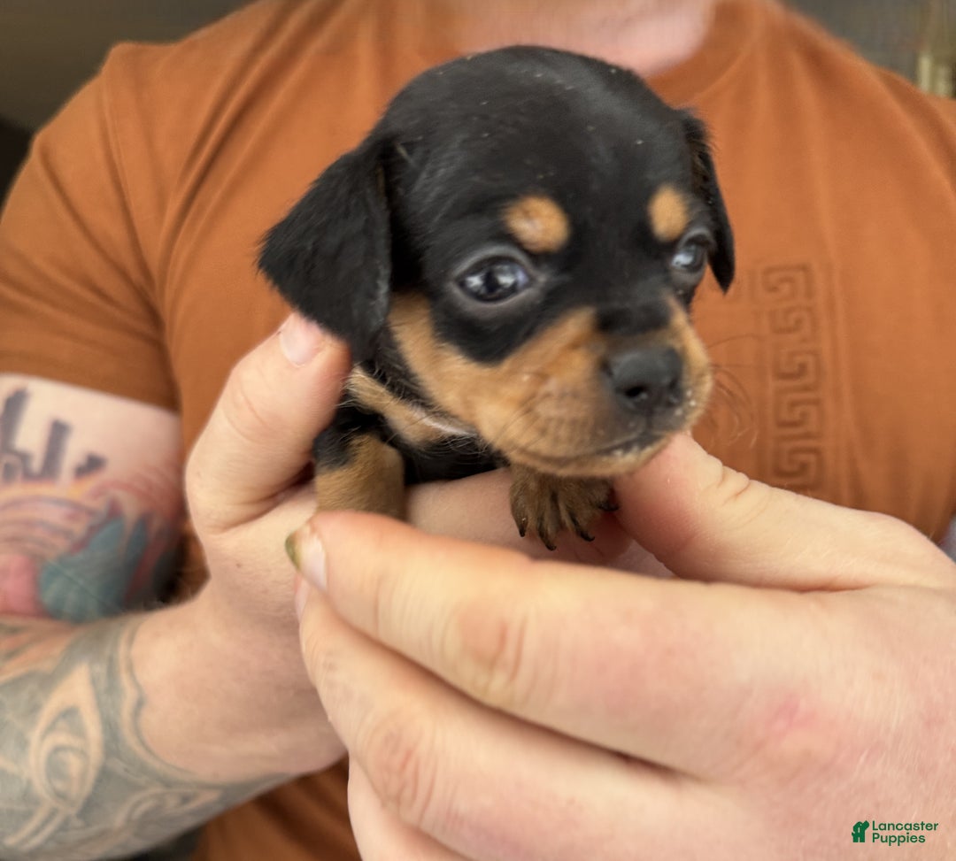 Chiweenie dogs for sale: Lyla - Ad 1