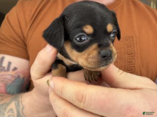 Chiweenie dogs Lyla - Ad 2