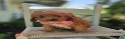 Cavapoo dogs for sale: Carmel - Ad 4