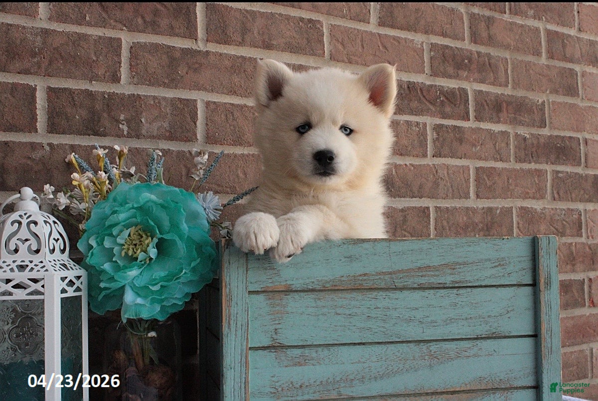 Pomsky dogs Paxton - Ad 1