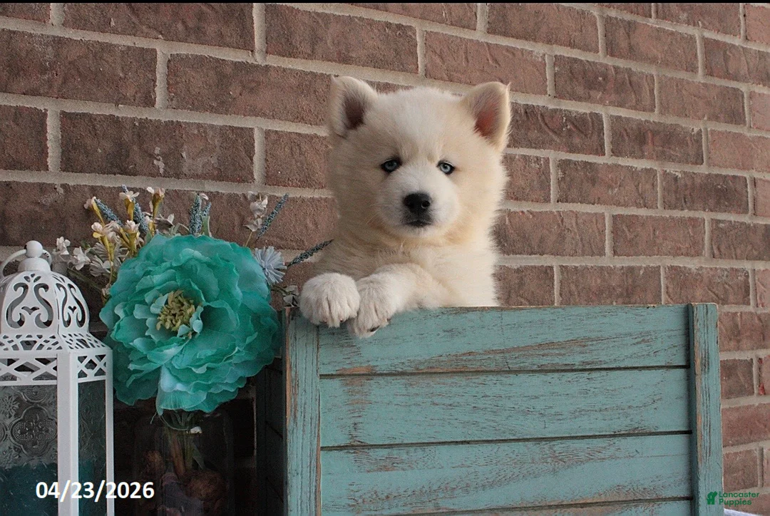 Pomsky dogs for sale: Paxton - Ad 1