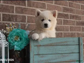 Pomsky dogs for sale: Paxton - Ad 4