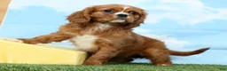 Cavalier King Charles Spaniel dogs for sale: Amber - Ad 1