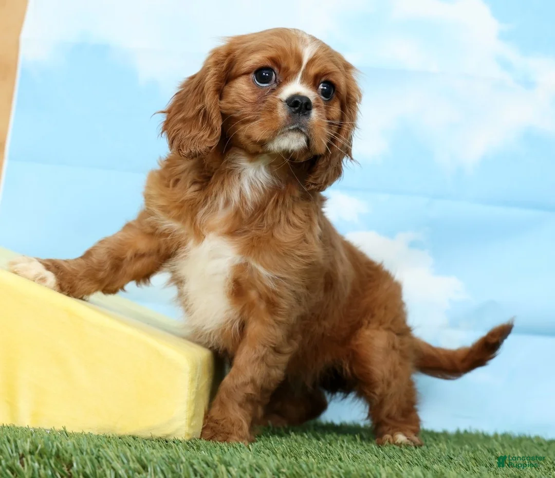 Cavalier King Charles Spaniel dogs for sale: Amber - Ad 1