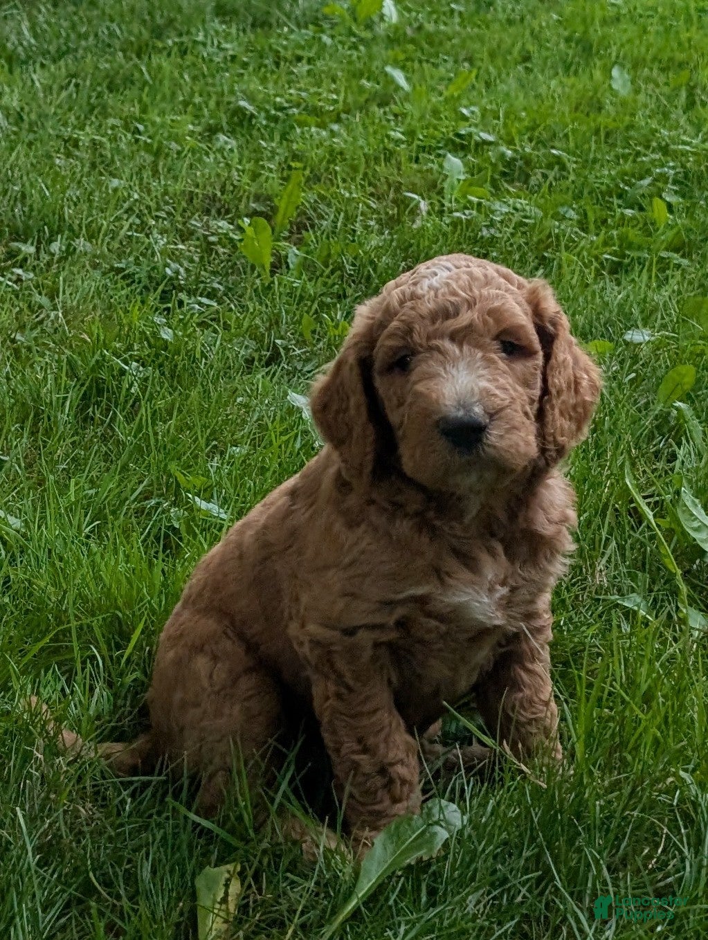 Goldendoodle dogs Carson  - Ad 2