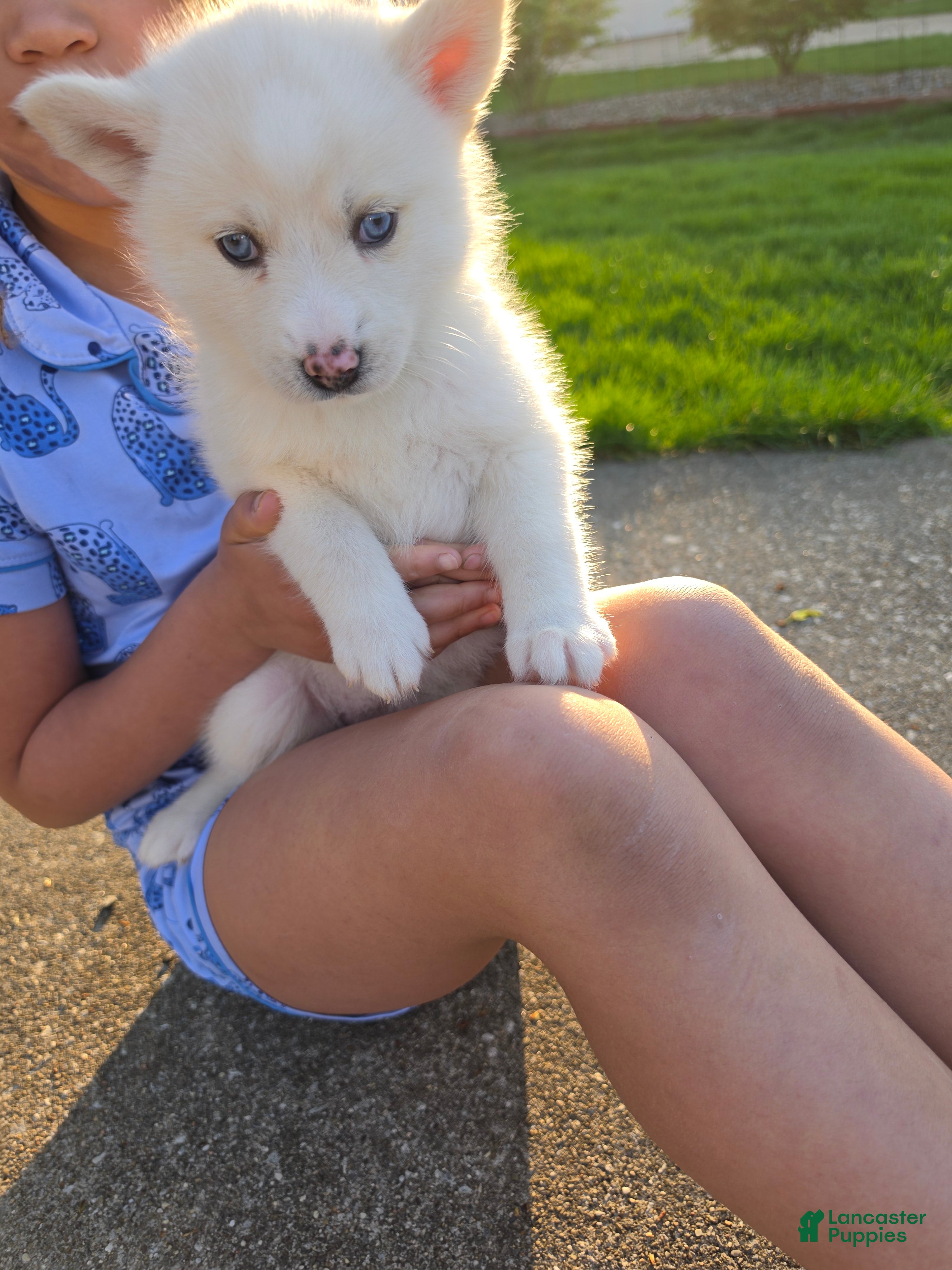 Pomsky dogs Velma  - Ad 37