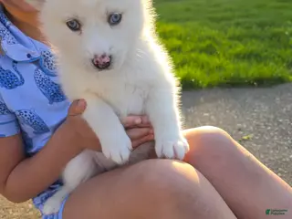 Pomsky dogs Velma - Ad 37