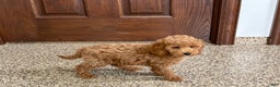 Cockapoo dogs for sale: Sara - Ad 6
