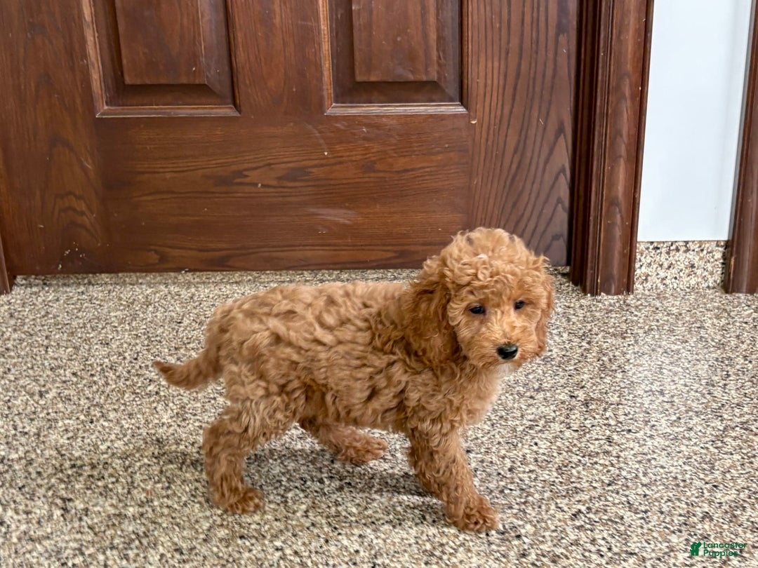 Cockapoo dogs for sale: Sara - Ad 6