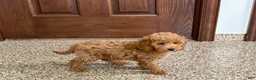 Cockapoo dogs for sale: Sara - Ad 6
