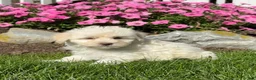 Havapoo dogs for sale: Khloe  - Ad 4