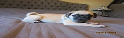 Pug dogs for sale: Pug Puppy 1 - Ad 13