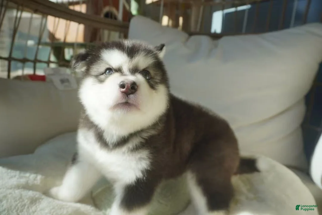 Alaskan Malamute dogs for sale: Saseme - Ad 8