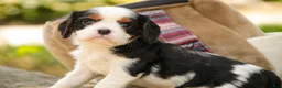 Cavalier King Charles Spaniel dogs for sale: Elliot - Ad 6