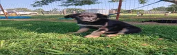 German Shepherd dogs for sale: Piper  - Ad 3