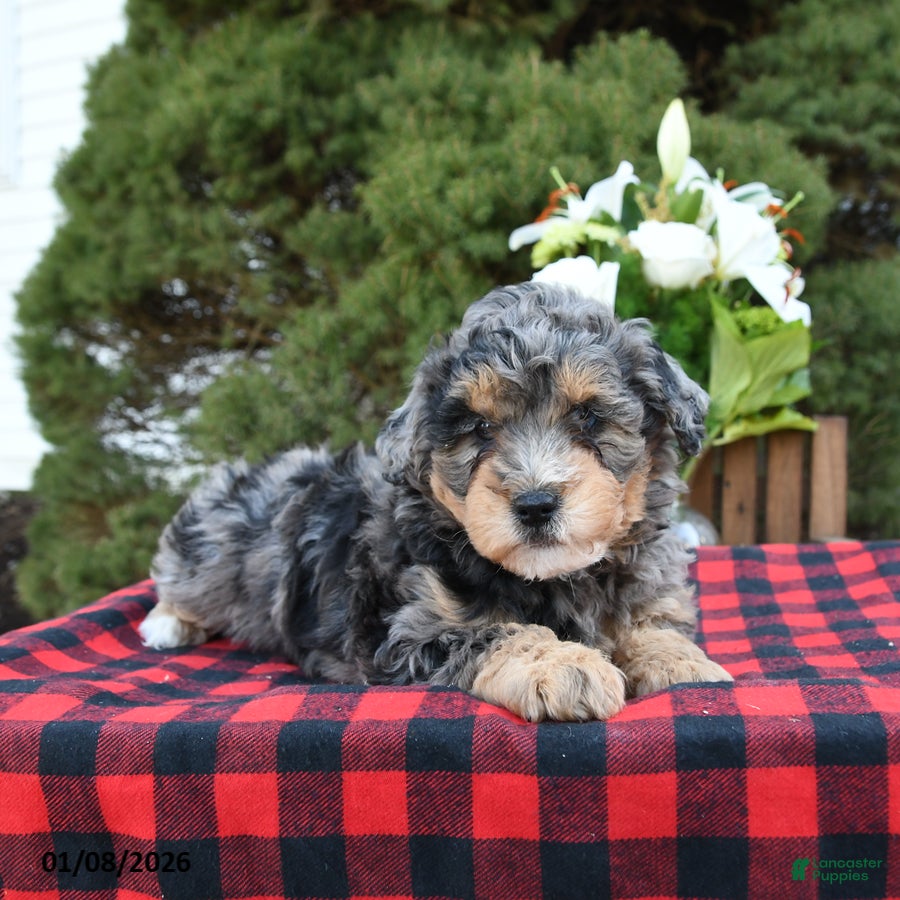 Mini Bernedoodle dogs Suzy - Ad 8