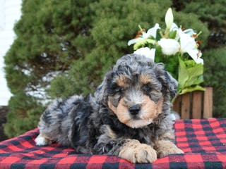 Mini Bernedoodle dogs Suzy - Ad 21