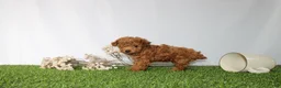 Toy Poodle dogs for sale: AKC Casey (tiny) - Ad 3