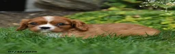 Cavalier King Charles Spaniel dogs for sale: Corvette - Ad 3