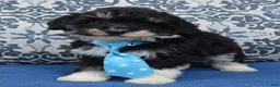 Mini Bernedoodle dogs for sale: Mini Buster - Ad 6