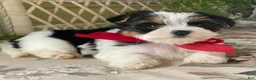 Biewer Terrier dogs for sale: Winky - Ad 6