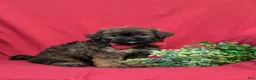 Shihpoo dogs for sale: Cole Hypoallergenic - Ad 3