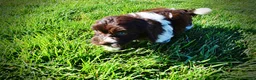 Havapoo dogs for sale: Bandit - Ad 10