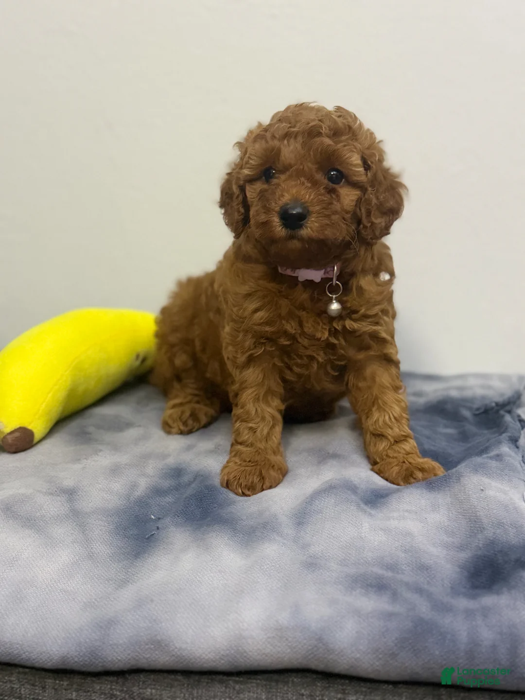 Miniature Poodle dogs for sale: Chanel - Ad 1