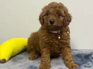 Miniature Poodle dogs for sale: Chanel - Ad 3